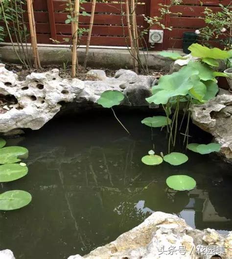 魚池植物|【魚池植物】魚池植物大全：100 種淨化美化你的水景。